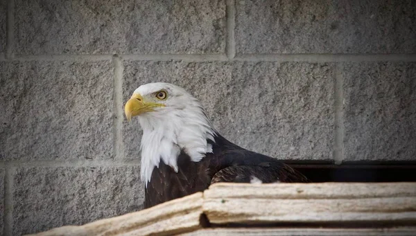 Image of a north American eagle looking aside