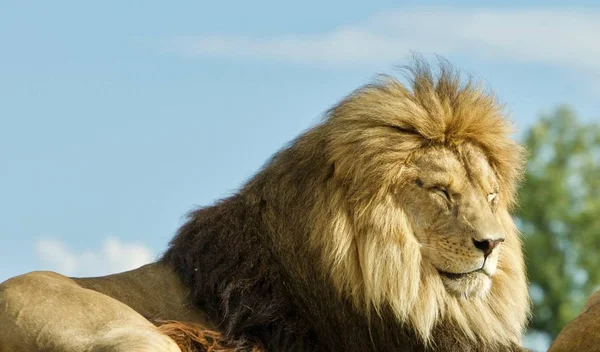 Photo d'un couple de lions couchés ensemble — Photo