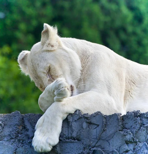 Foto de um leão branco engraçado tentando não dormir — Fotografia de Stock