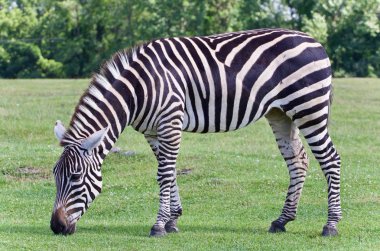 Çim yeme bir zebra izole fotoğrafı