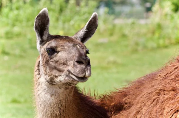 Isoliertes Bild eines Lamas, das in die Kamera blickt — Stockfoto