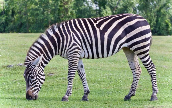 Imagem Isolada Com Uma Zebra Comendo Grama — Fotografia de Stock