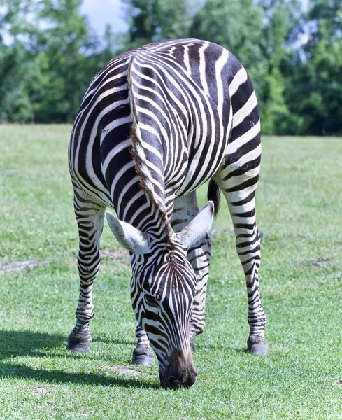 Postkarte mit einem Zebra, das das Gras auf einem Feld frisst — Stockfoto
