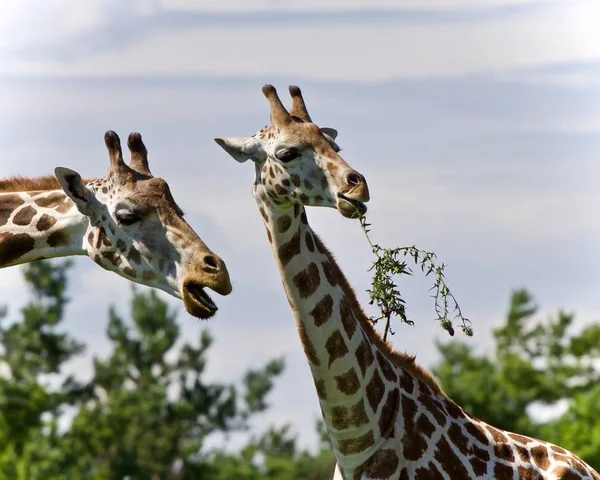 Schönes Foto von zwei niedlichen Giraffen, die Blätter fressen — Stockfoto