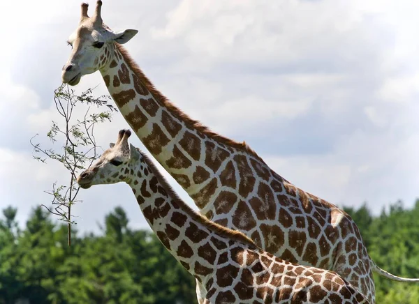 Schönes Foto von zwei niedlichen Giraffen, die Blätter fressen — Stockfoto