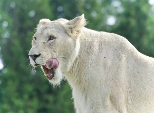 Arrière-plan avec un lion blanc effrayant criant — Photo