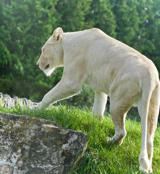 Изолированное изображение с белым львом, идущим — стоковое фото