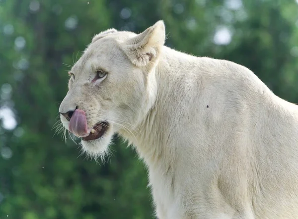 Εικόνα από ένα τρομακτικό λευκό λιοντάρι ουρλιάζοντας σε ένα πεδίο — Φωτογραφία Αρχείου