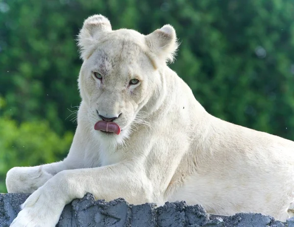 Изолированное фото белого льва, смотрящего в камеру — стоковое фото