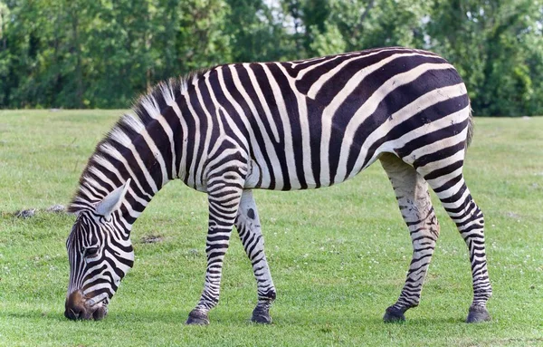 Foto Com Uma Zebra Comendo Grama Campo — Fotografia de Stock