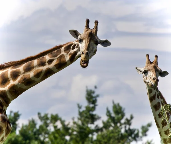 Bild Eines Paares Niedlicher Giraffen Die Blätter Fressen — Stockfoto