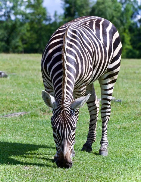 Białym Tle Obraz Zebra Jedzenie Trawy — Zdjęcie stockowe