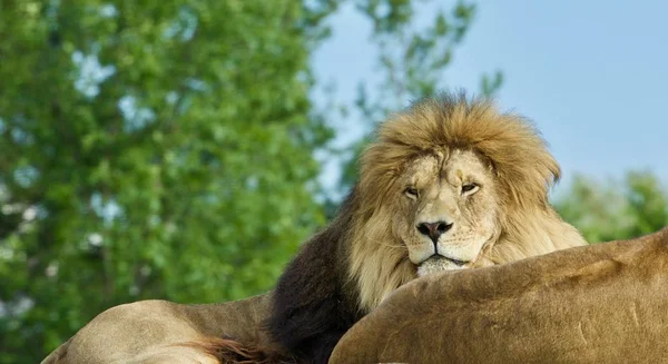 Carte Postale Avec Deux Lions Couchés Ensemble Dans Champ — Photo