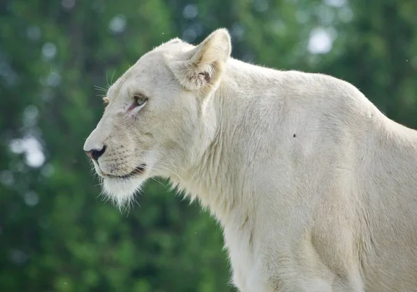 Όμορφη Καρτ Ποστάλ Λευκό Λιοντάρι Κοιτώντας Στην Άκρη — Φωτογραφία Αρχείου