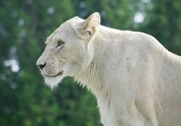 Hermosa Postal Con León Blanco Mirando Lado —  Fotos de Stock