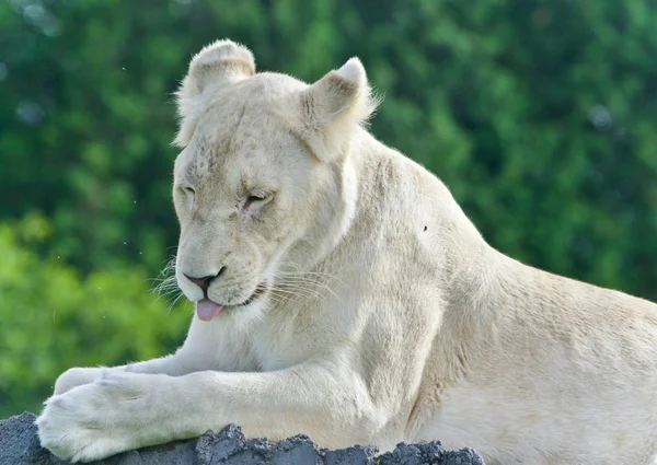 Imagen Divertido León Blanco Tratando Dormir — Foto de Stock