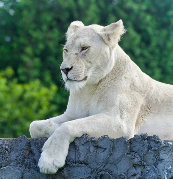 Isoliertes Bild Eines Weißen Löwen Der Zur Seite Schaut — Stockfoto