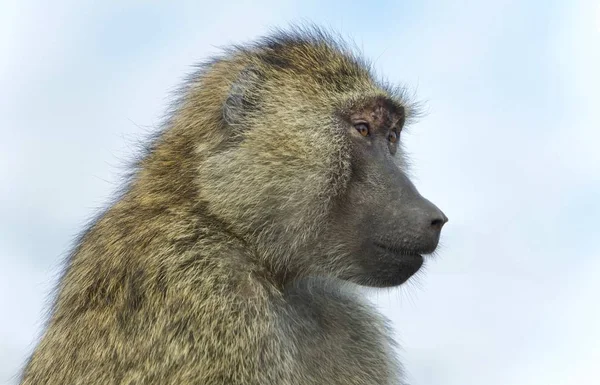 Picture with a funny baboon looking aside — Stock Photo, Image