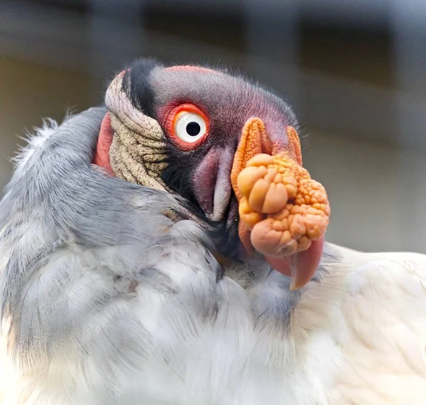 Image of a funny vivid king vulture looking aside