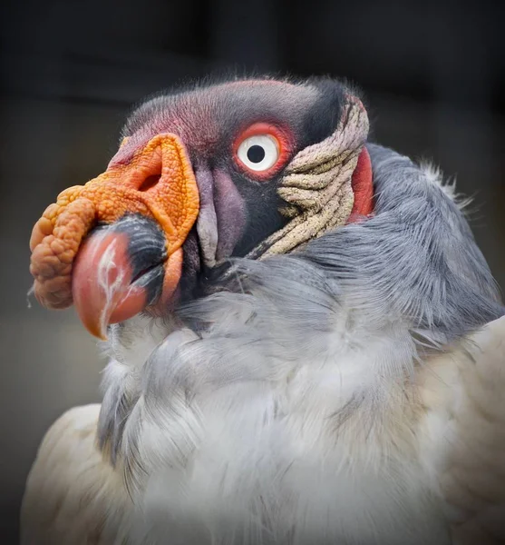 Image of a funny vivid king vulture looking aside