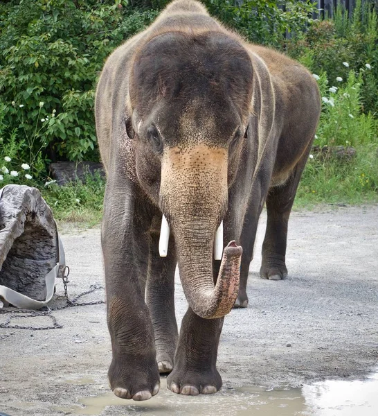 Picture Elephant Showing Circus Field Stock Photo