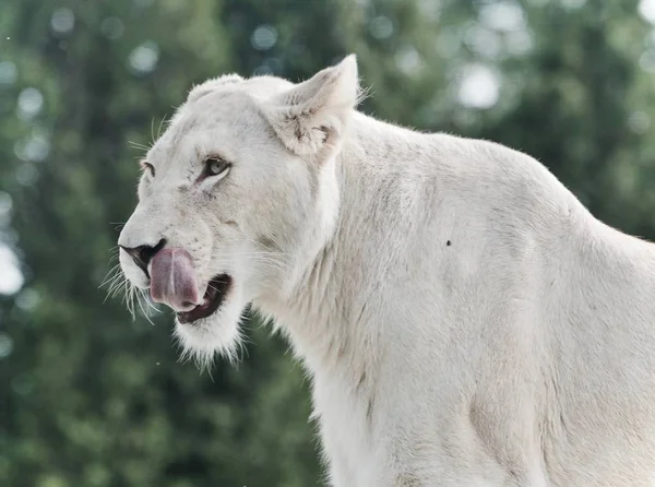 Postcard Scary White Lion Screaming Stock Picture