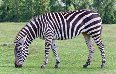 Çim yeme bir zebra ile güzel arka plan