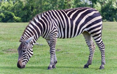 Çim yeme bir zebra izole fotoğrafı