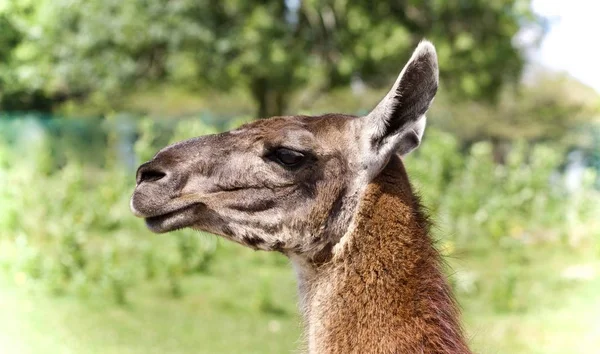 Foto Eines Lamas Das Auf Einem Feld Zur Seite Schaut — Stockfoto