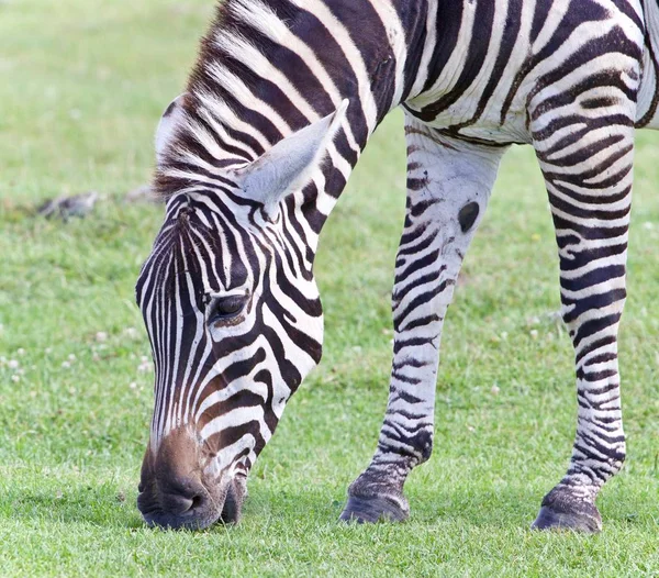 Imagem de uma zebra comendo a grama em um campo — Fotografia de Stock