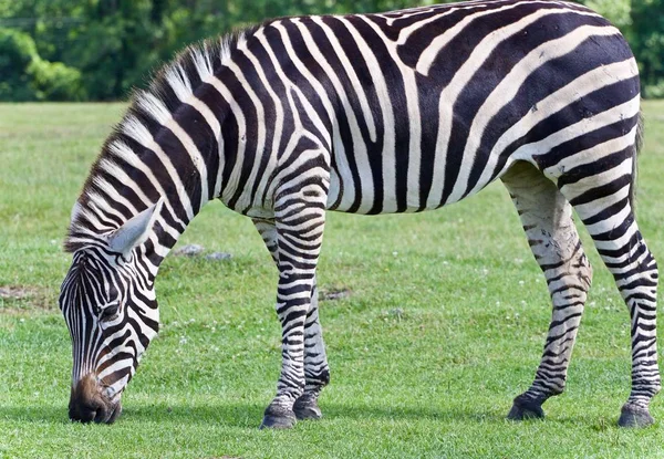 Foto isolada de uma zebra comendo a grama — Fotografia de Stock