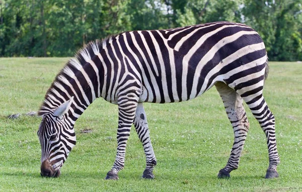 Foto Com Uma Zebra Comendo Grama Campo — Fotografia de Stock
