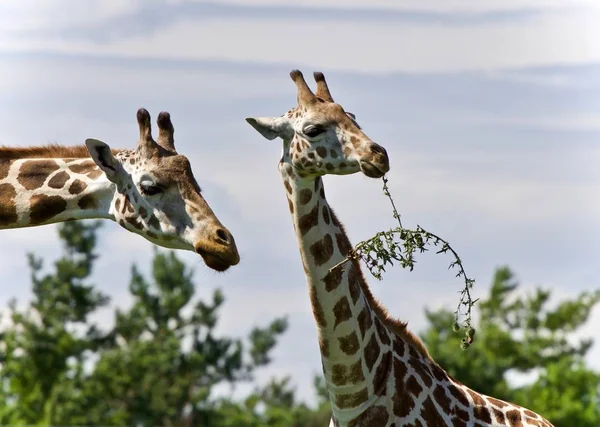 Schönes Foto von zwei niedlichen Giraffen, die Blätter fressen — Stockfoto