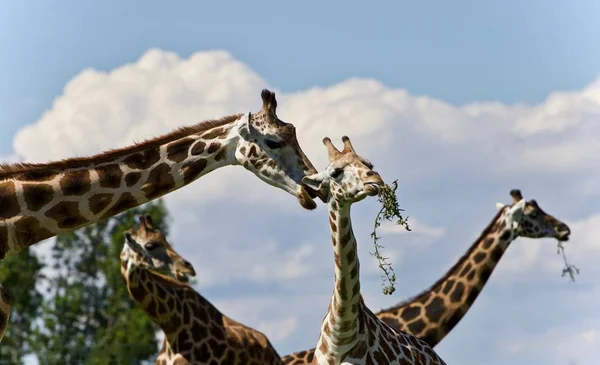 Imagen de cuatro lindas jirafas comiendo hojas — Foto de Stock