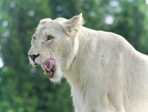 Foto León Blanco Aterrador Gritando Campo — Foto de Stock