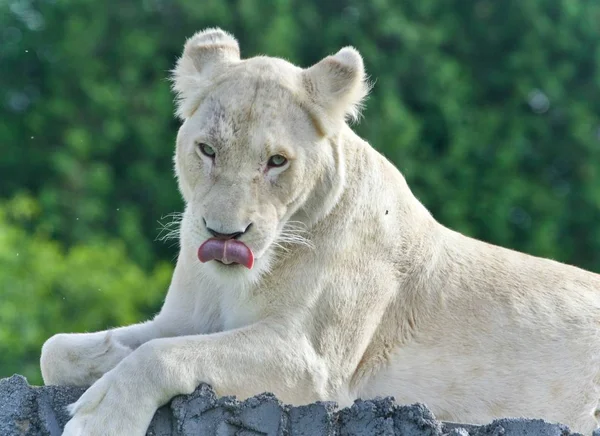 Foto Aislada León Blanco Mirando Cámara — Foto de Stock