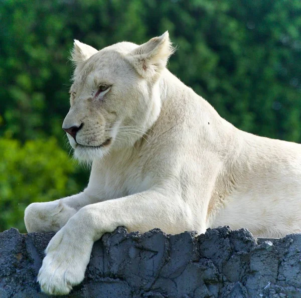 Foto Divertido León Blanco Tratando Dormir — Foto de Stock