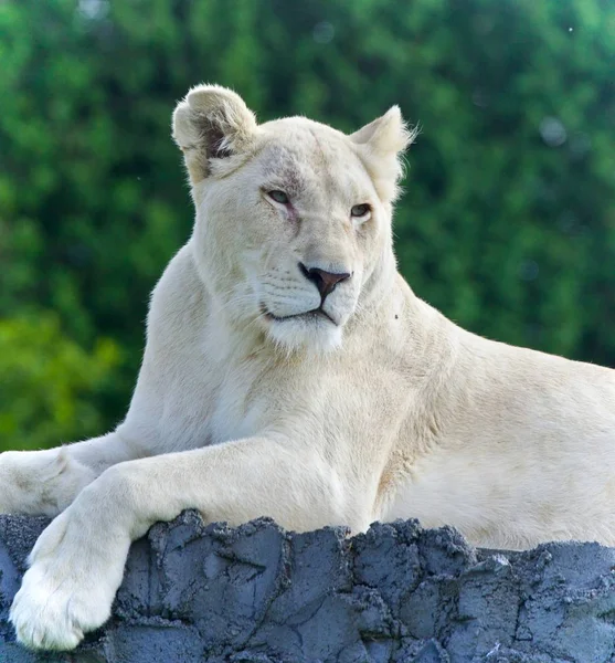 Belle Carte Postale Avec Lion Blanc Regardant Côté — Photo