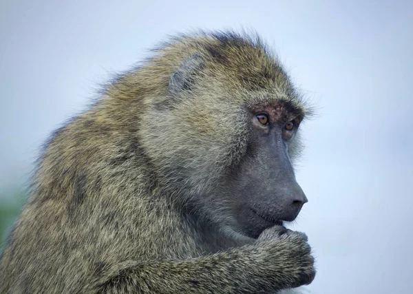 Imagem Isolada Com Babuíno Engraçado Olhando Para Lado — Fotografia de Stock