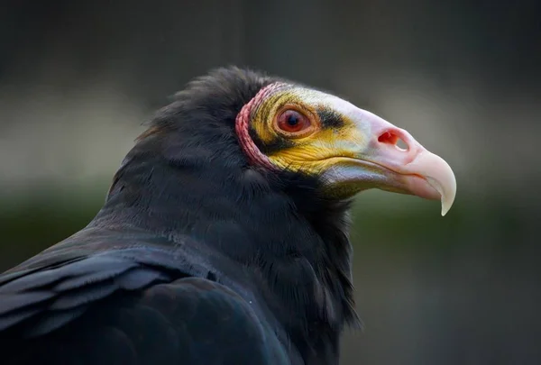 Foto isolada de um buzzard olhando para o lado — Fotografia de Stock