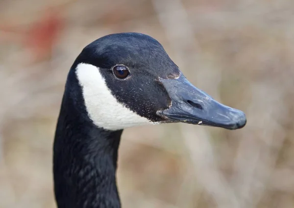 Красивый портрет милого канадского гуся в озере — стоковое фото