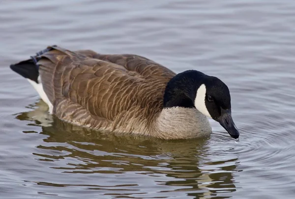 Beautiful isolated picture with a cute Canada goose in the lake — Stock Photo, Image