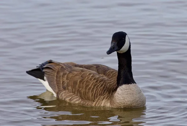 Bela imagem isolada com um ganso do Canadá no lago — Fotografia de Stock