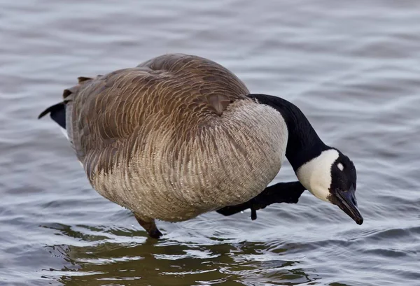 Bela foto isolada de um ganso engraçado do Canadá no lago — Fotografia de Stock