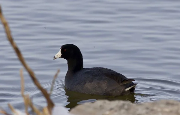 Hermosa imagen con increíble coot americano en el lago —  Fotos de Stock