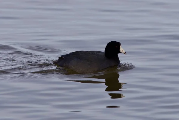 湖で驚くべきアメリカの Coot の美しい写真 — ストック写真