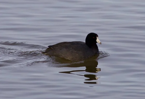 Beautiful picture with funny weird american coot in the lake — Stock Photo, Image