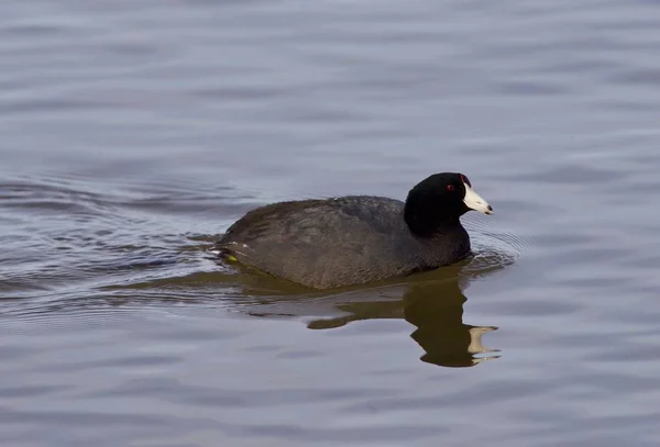 Imagem bonita com engraçado coot americano estranho no lago — Fotografia de Stock