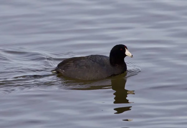 湖で面白い奇妙なアメリカの coot と美しい写真 — ストック写真