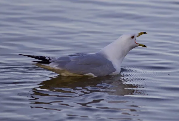 Beautiful isolated picture with a gull screaming in the lake — Stock Photo, Image